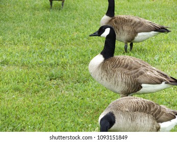 canada goose natural habitat canada goose natural habitat