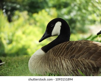 canada goose natural habitat canada goose natural habitat