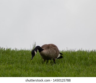 A Canada Goose Eating Grass At Newport By The Levee.