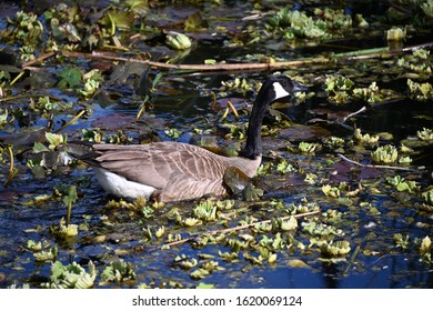 Canada Goose In Echo Park Lake Los Angeles California