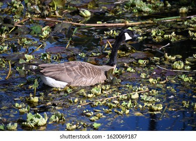 Canada Goose In Echo Park Lake Los Angeles California