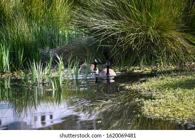 Canada Goose In Echo Park Lake Los Angeles California