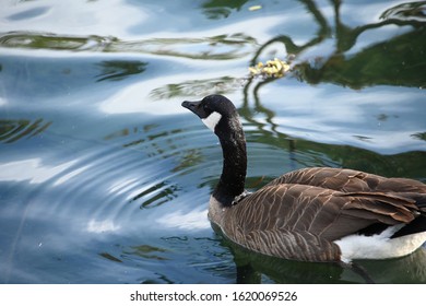 Canada Goose In Echo Park Lake Los Angeles California