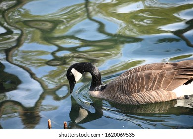 Canada Goose In Echo Park Lake Los Angeles California