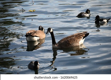 Canada Goose In Echo Park Lake Los Angeles California