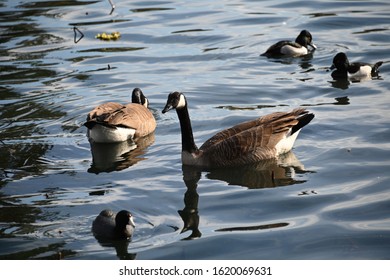 Canada Goose In Echo Park Lake Los Angeles California