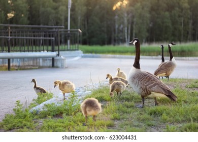 Canada Goose Family In The Park