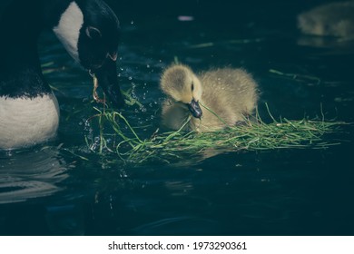 Canada Goose Male Female Images, Stock Photos u0026 Vectors  Shutterstock