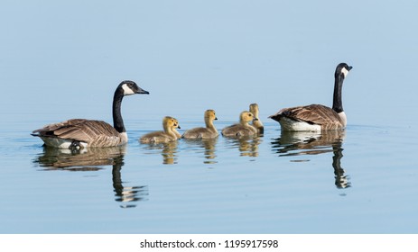 Canada Goose Family Swimming On Lake With Reflections At Lower Fishing Lake In Narrow Hills Provincial Park In Saskatchewan