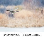 A Canada Goose flies over a frozen lake in suburban Dallas Texas