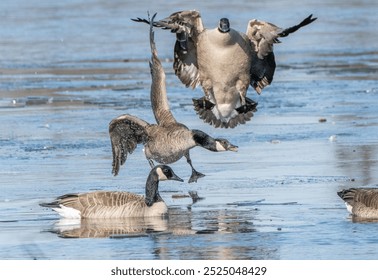 Canada goose in flight about to collide with another goose and one floating in the foreground on an icy lake.  - Powered by Shutterstock