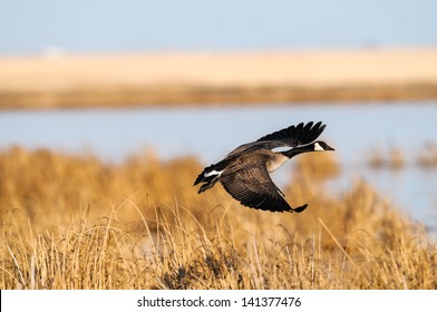 Canada Goose In Flight Over A Prairie Wetland, Alberta Canada