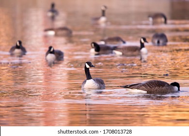 Canada Goose Floating With Alert Expression Among Flock Of Birds In Soft Focus Foraging For Food During A Beautiful Golden Hour Spring Morning In The Cap-Rouge Bay, Quebec City, Quebec, Canada