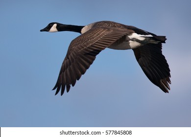 Canada Goose Flying