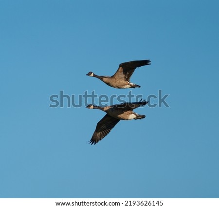 Canada goose flying gracefully, The Canada goose is a large wild goose with a black head and neck, white cheeks, white under its chin, and a brown body. It is native to arctic and temperate regions of