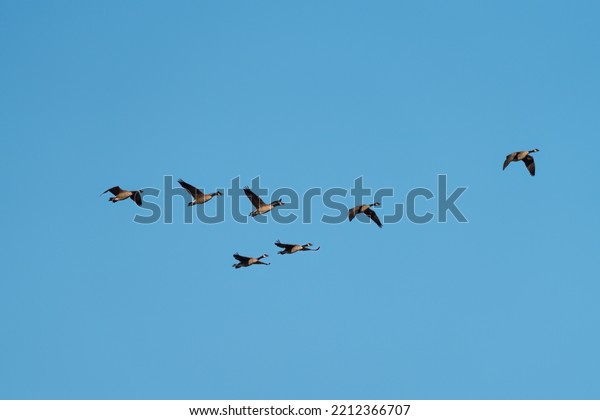 Canada goose flying gracefully, The Canada\
goose is a large wild goose with a black head and neck, white\
cheeks, white under its chin, and a brown body.\
