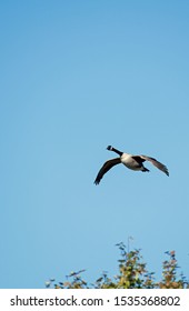 Canada Goose flying overhead to lake