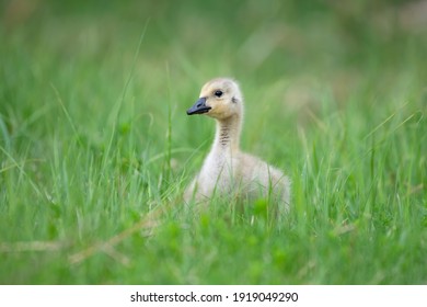 Canada Goose gosling (branta canadensis) waddling in long grass in Canada