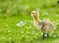 Canada Goose Gosling  -  Leicester - UK