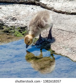 Canada Goose Gosling Looking At Its Reflection In The Water In Newport Beach California