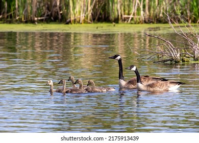 Canada goose with gosling on the lake . Native bird to north America.