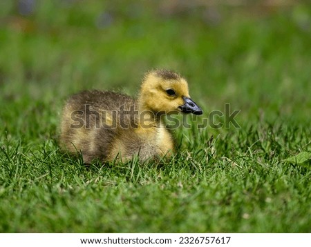Canada Goose gosling resting in green grass in Spring, closeup portrait