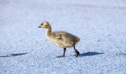 Canada Goose Gosling Walking. Branta Canadensis.
