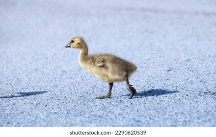 Canada goose gosling walking. Branta canadensis.