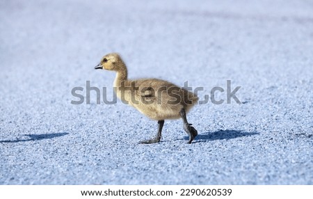 Canada goose gosling walking. Branta canadensis.