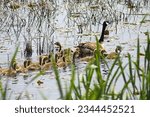 Canada goose and goslings. Canadian geese. Swimming. Reeds. Conservation area. Water. Lake. Pond. Lilies. Long neck. Downy soft. Springtime. Spring. Waterfowl. 