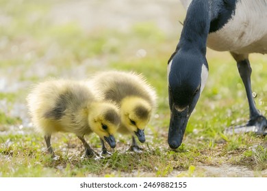 Canada Goose Goslings in Springtime. Great Meadows National Wildlife Refuge, Massachusetts - Powered by Shutterstock