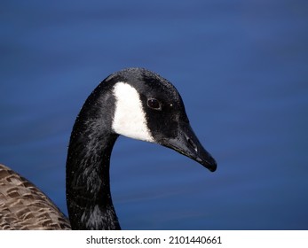 A Canada goose head closeup