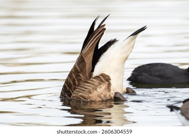 Canada goose with its head submerged in water, only its rear visible above the surface – Branta canadensis