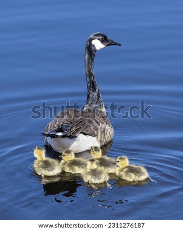 A Canada Goose with her goslings swimming in a river in spring in Canada