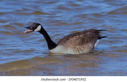 Canada Goose Hissing On The Mad River.