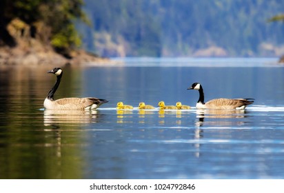 The Canada goose is a large wild goose species with a black head and neck, white cheeks, white under its chin, and a brown body. Native to arctic and temperate regions of North America.