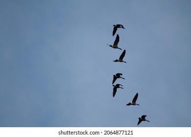 Canada goose migrating in the fall 