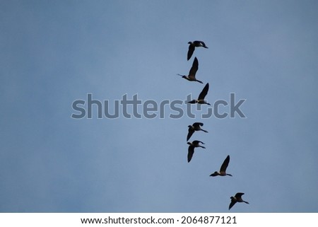Canada goose migrating in the fall 