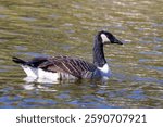 The Canada Goose, a migratory waterfowl, feeds on grass, grains, and aquatic plants. This photo was taken in Canada.