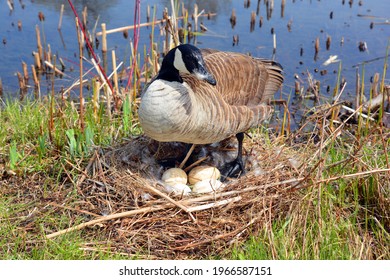 Canada goose nest and eggs is a large wild goose species with a black head and neck, white patches on the face, and a brown body. Native to arctic and temperate regions of North America - Powered by Shutterstock