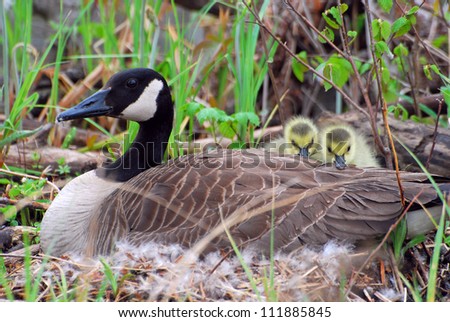 Canada goose nesting with two hatchlings