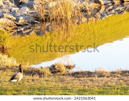 Canada goose on shore of lake