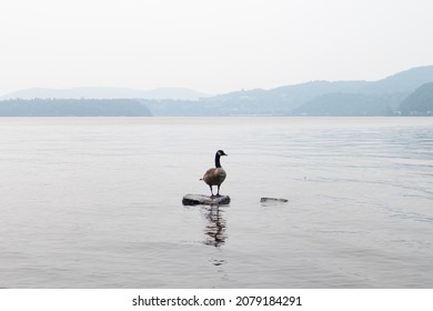 Canada Goose On A Stone In The Hudson River Valley On A Foggy Day In Cold Spring New York