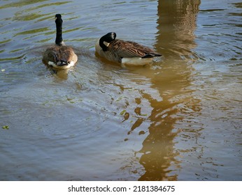 The Canada Goose Is One Of The Largest Members Of The Waterfowl Family. The Subspecies That Breeds In Indiana Is The Giant Canada Goose. These Geese Were Common Birds Throughout The Midwest.