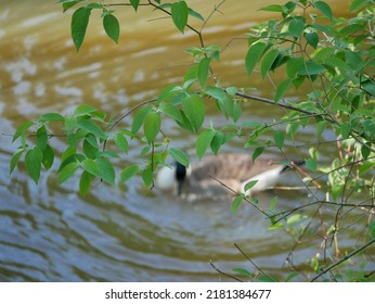 The Canada Goose Is One Of The Largest Members Of The Waterfowl Family. The Subspecies That Breeds In Indiana Is The Giant Canada Goose. These Geese Were Common Birds Throughout The Midwest.