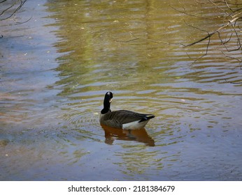 The Canada Goose Is One Of The Largest Members Of The Waterfowl Family. The Subspecies That Breeds In Indiana Is The Giant Canada Goose. These Geese Were Common Birds Throughout The Midwest.