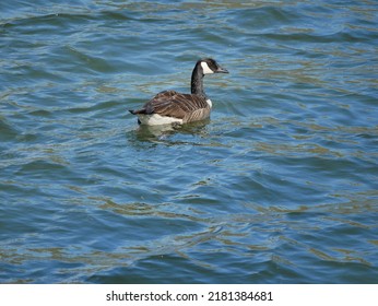 The Canada Goose Is One Of The Largest Members Of The Waterfowl Family. The Subspecies That Breeds In Indiana Is The Giant Canada Goose. These Geese Were Common Birds Throughout The Midwest.