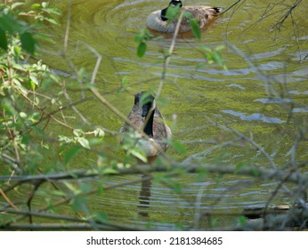 The Canada Goose Is One Of The Largest Members Of The Waterfowl Family. The Subspecies That Breeds In Indiana Is The Giant Canada Goose. These Geese Were Common Birds Throughout The Midwest.