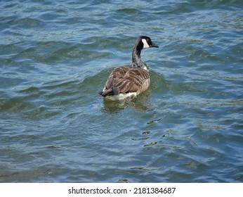 The Canada Goose Is One Of The Largest Members Of The Waterfowl Family. The Subspecies That Breeds In Indiana Is The Giant Canada Goose. These Geese Were Common Birds Throughout The Midwest.