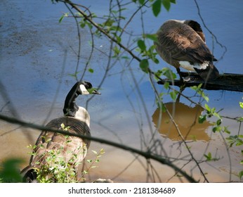 The Canada Goose Is One Of The Largest Members Of The Waterfowl Family. The Subspecies That Breeds In Indiana Is The Giant Canada Goose. These Geese Were Common Birds Throughout The Midwest.